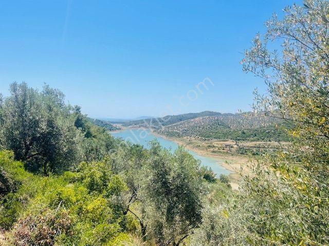 001-baraj Ve Deniz Manzaralı Zeytinlik - Görsel 19