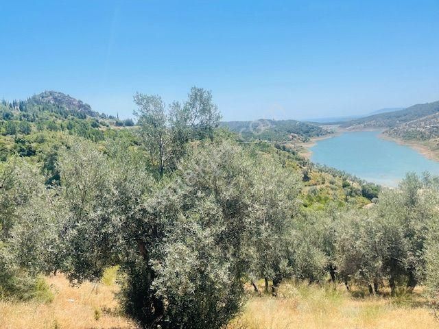 001-baraj Ve Deniz Manzaralı Zeytinlik - Görsel 35