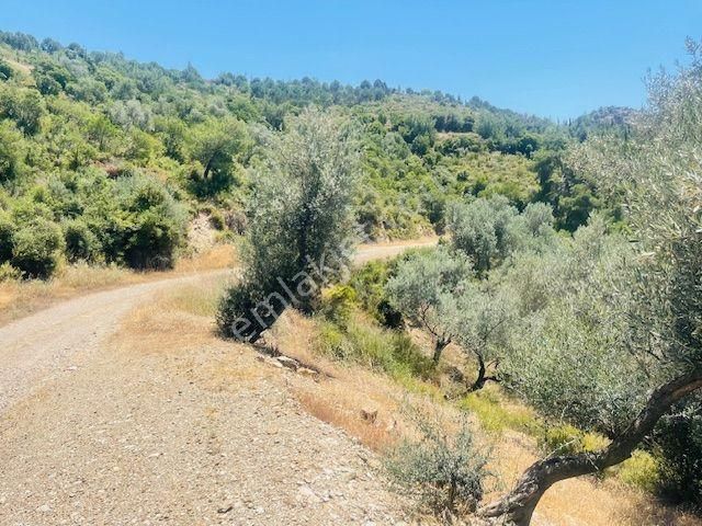 001-baraj Ve Deniz Manzaralı Zeytinlik - Görsel 25