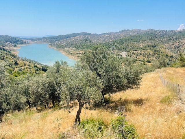 001-baraj Ve Deniz Manzaralı Zeytinlik - Görsel 34