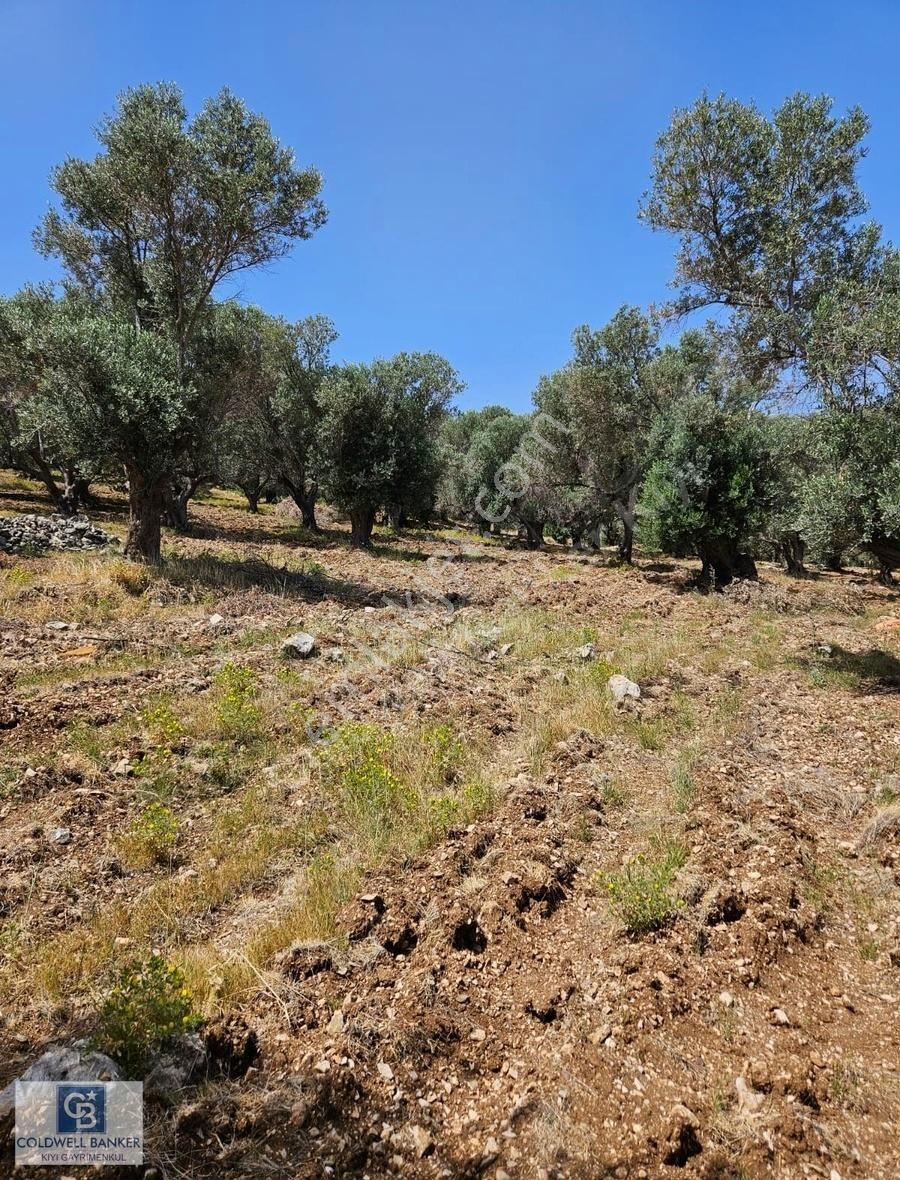 Karaburun Eğlenhoca Satılık Tarla İzmir Karaburun Eğlenhoca'da 4450 M2 Deniz Manzaralı Tarla