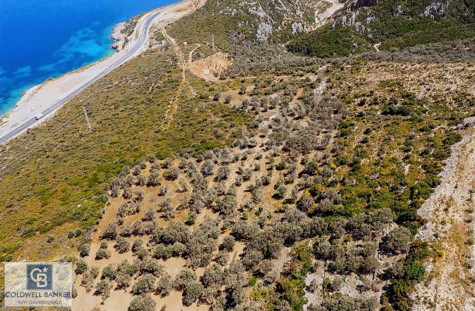 İzmir Karaburun Eğlenhoca'da Deniz Manzaralı 3810 M2 Tarla - Görsel 8
