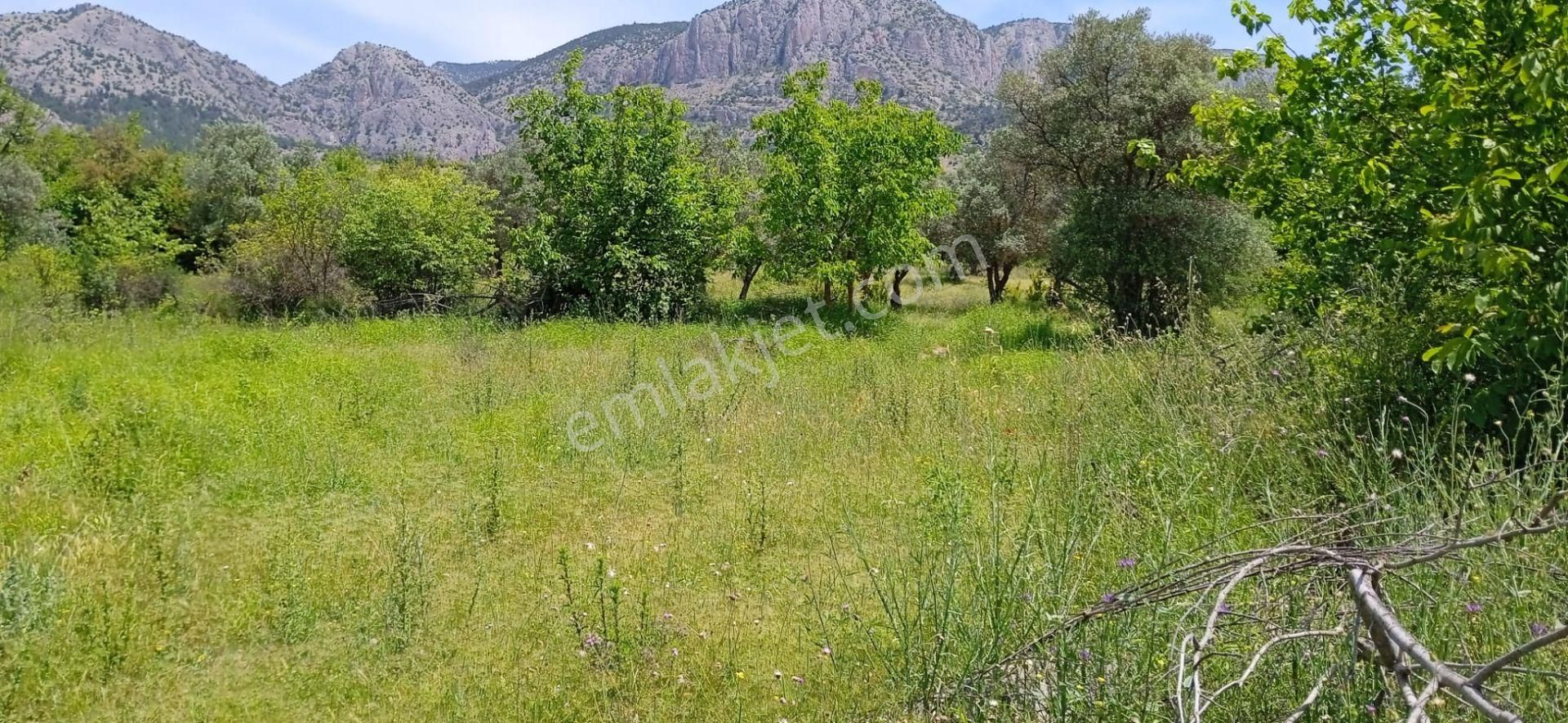 Söğüt Tuzaklı Köyü Satılık Bağ & Bahçe  BİLECİK SÖĞÜT TUZAKLI KÖYÜ SATILIK BAHÇE