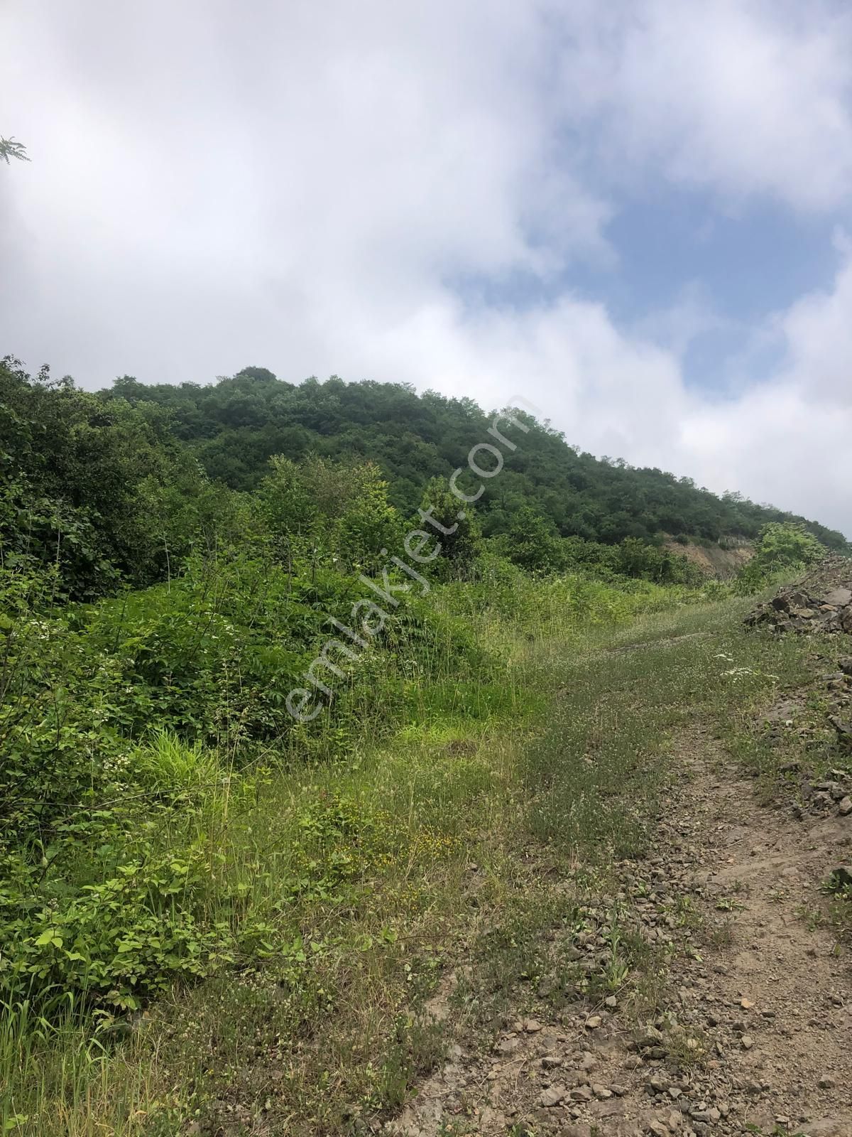 Trabzon Bulak Mahallesi Satılık 9.667 M2 Fındık Bahçesi - Görsel 8