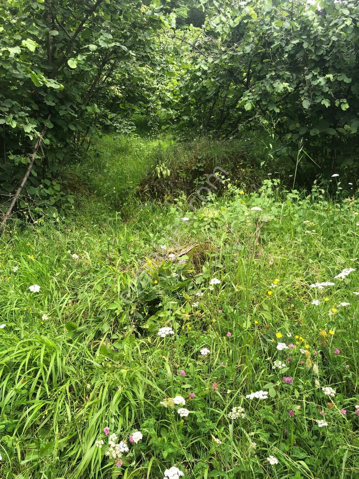 Trabzon Bulak Mahallesi Satılık 9.667 M2 Fındık Bahçesi - Görsel 3