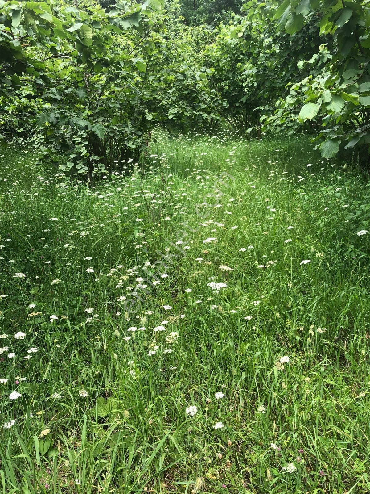 Trabzon Bulak Mahallesi Satılık 9.667 M2 Fındık Bahçesi - Görsel 4