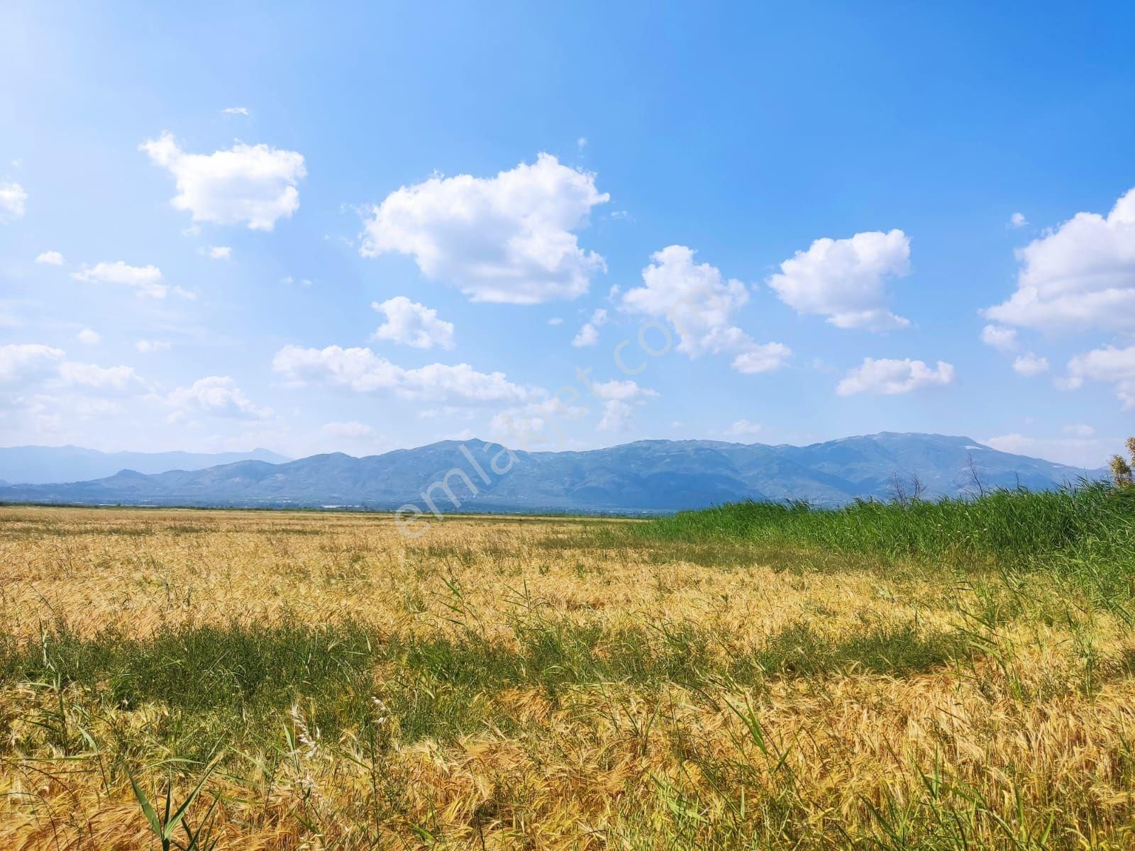 Yenipazar Çulhan Satılık Tarla Aydın Yenipazar'da Tarla