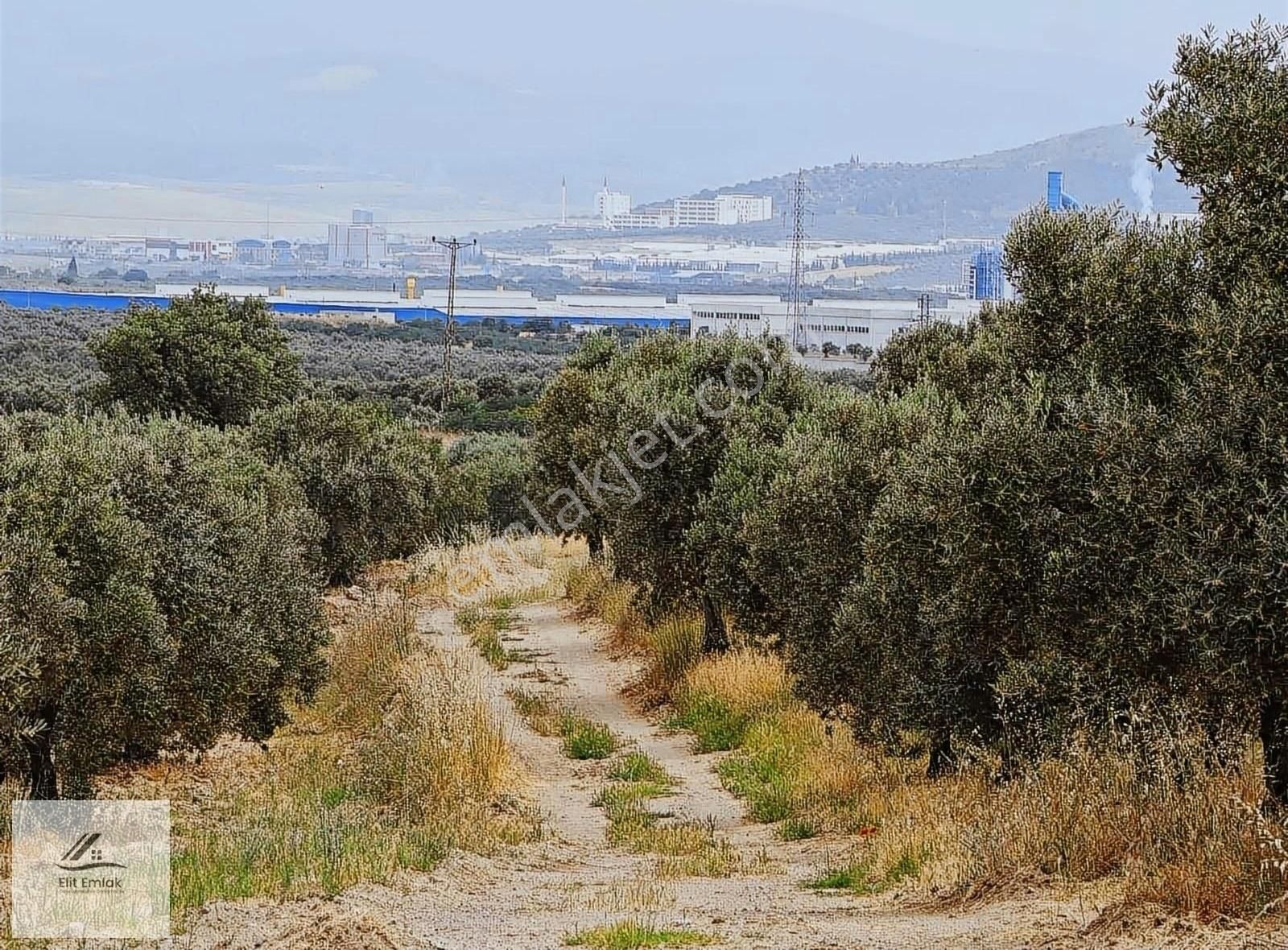 Akhisar Doğuca Satılık Tarla Doğuca Mahallesin De 8750 M2 Tek Tapu Zeytinlik