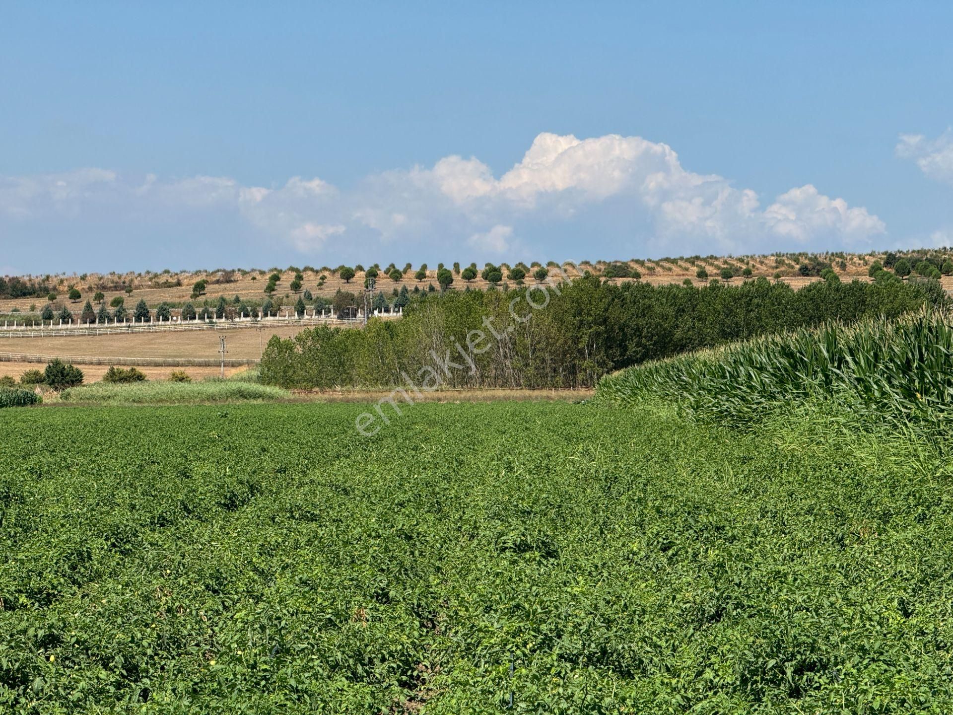 Mustafakemalpaşa Ovaazatlı Satılık Tarla  MUSTAFAKEMALPAŞA OVAAZATLI KÖYÜ SATILIK 2.452 M² SATILIK TARLA