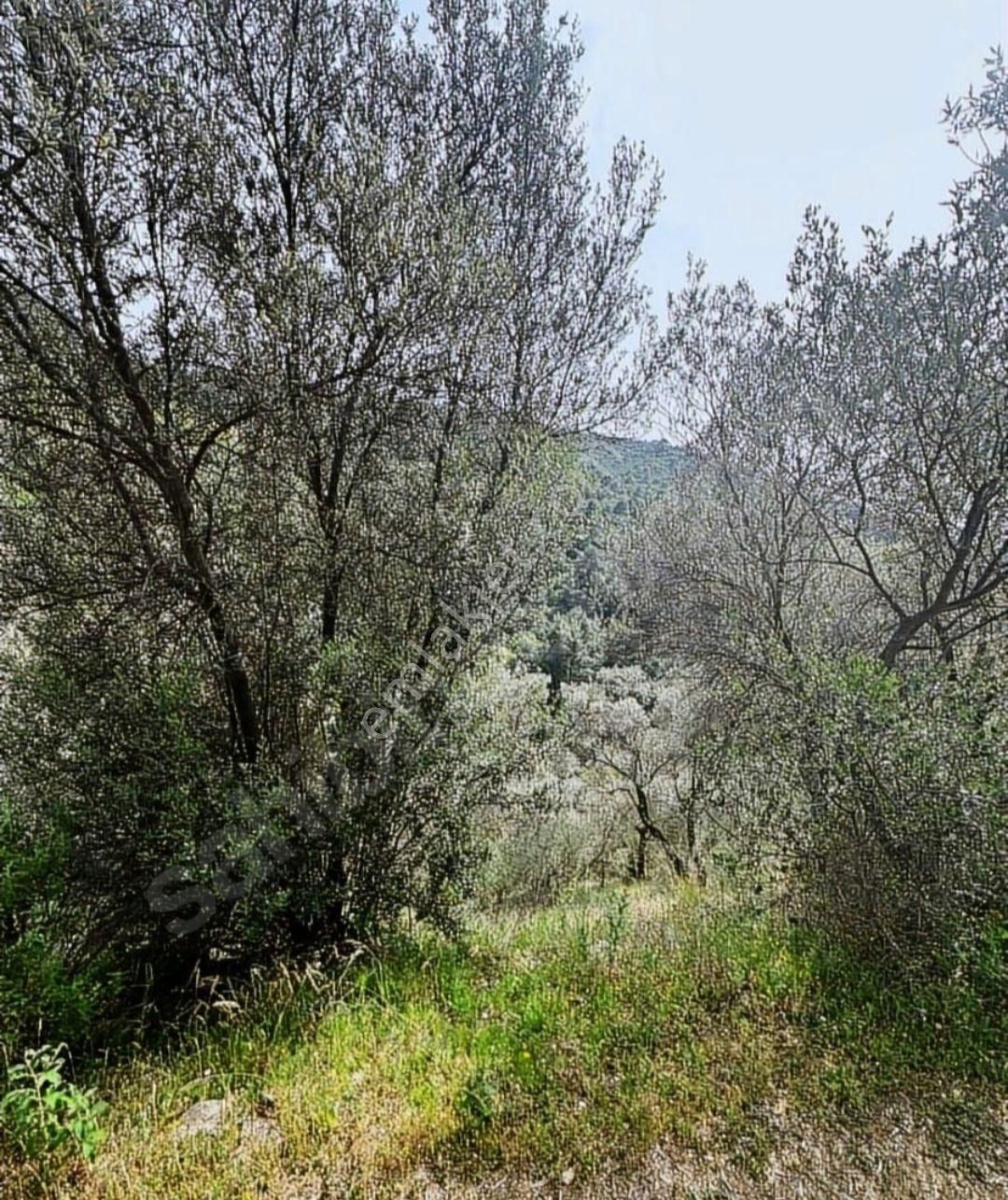 İzmir'de Kaçırılmayacak Doğa Manzaralı Arazi - Görsel 4