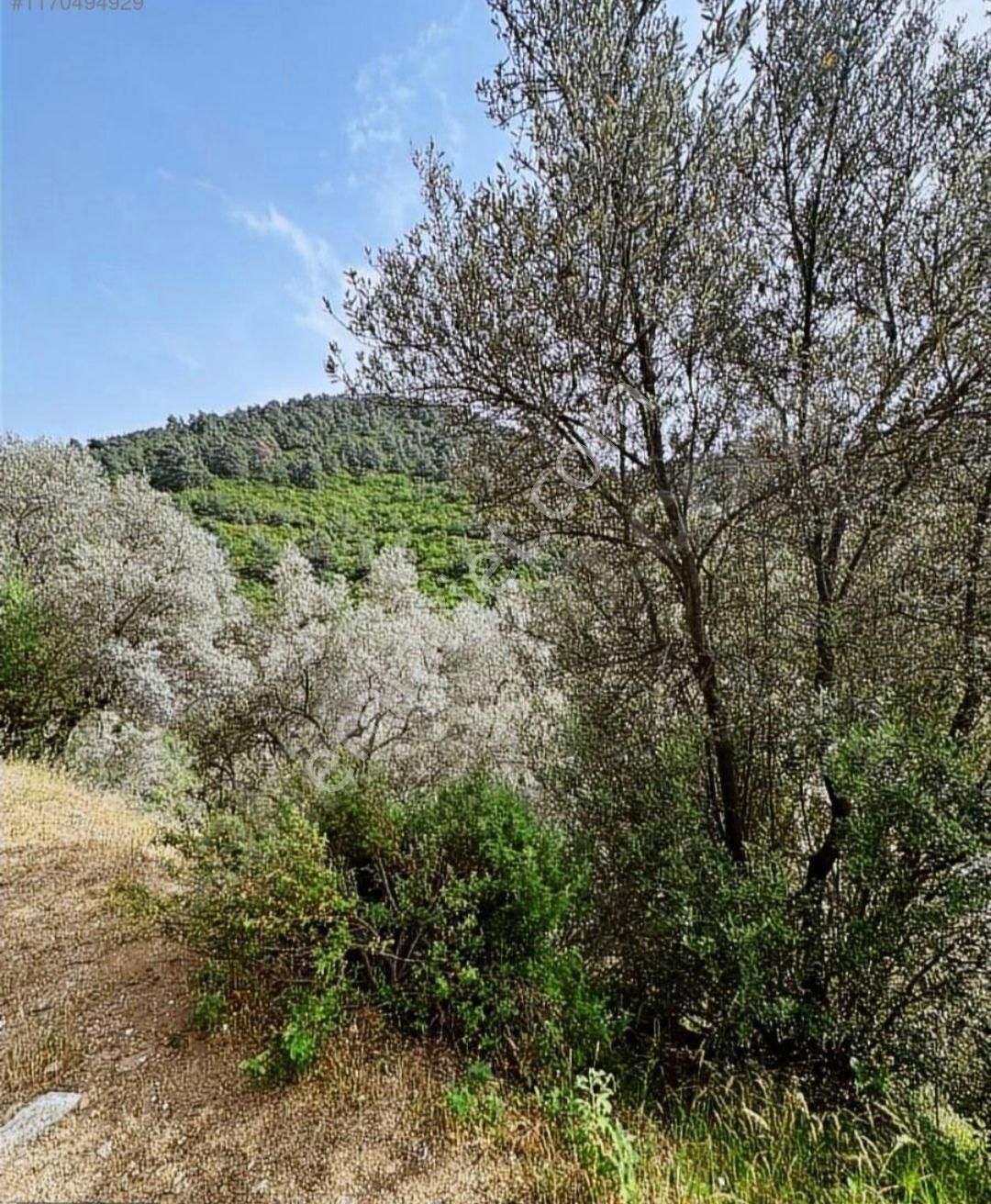 İzmir'de Kaçırılmayacak Doğa Manzaralı Arazi - Görsel 3