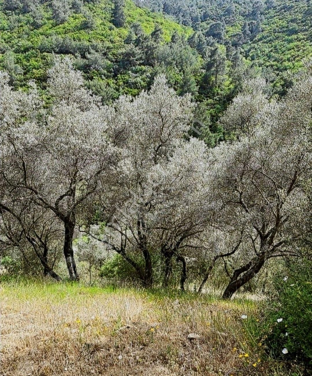 Bayındır Lütuflar Satılık Zeytinlik İZMİR'DE KAÇIRILMAYACAK DOĞA MANZARALI ARAZİ 