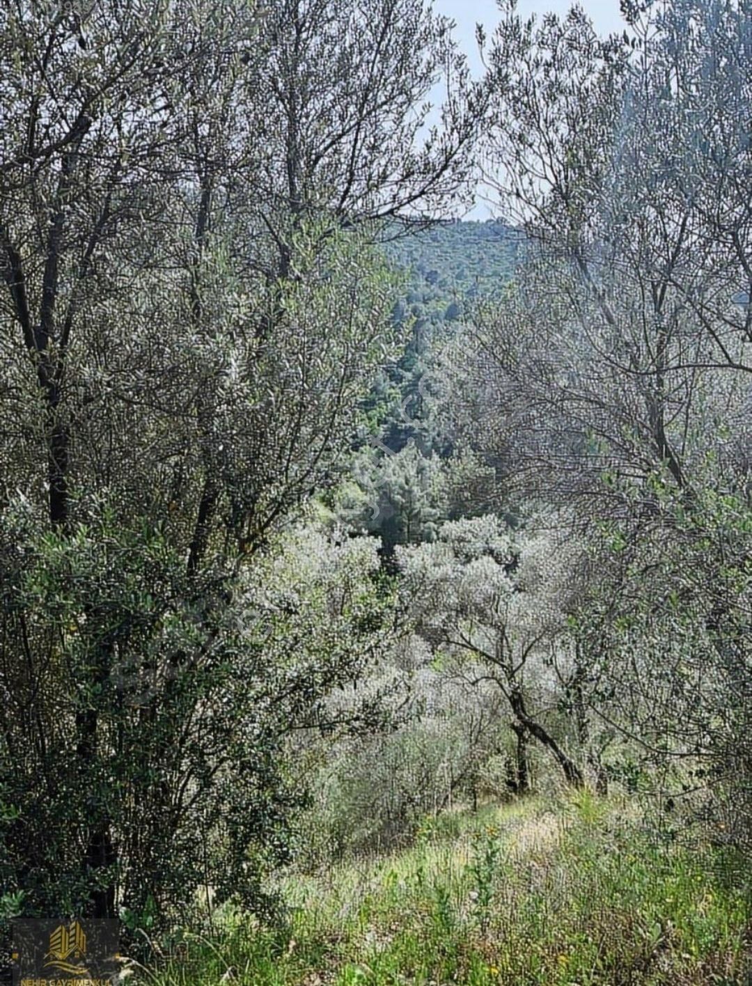 İzmir'de Kaçırılmayacak Doğa Manzaralı Arazi - Görsel 6