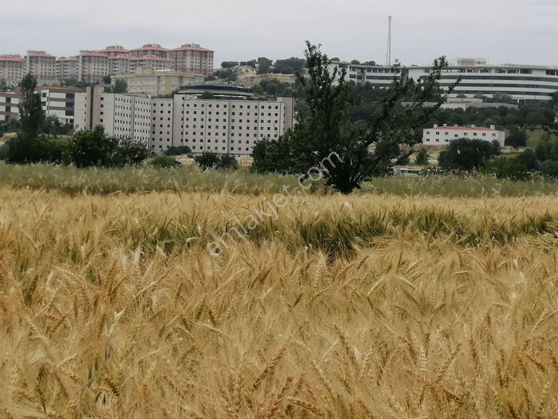 Yunusemre Yağcılar Satılık Tarla Cbü Kampüsü Yolu Solunda Satılık 4 Dekar Tarla