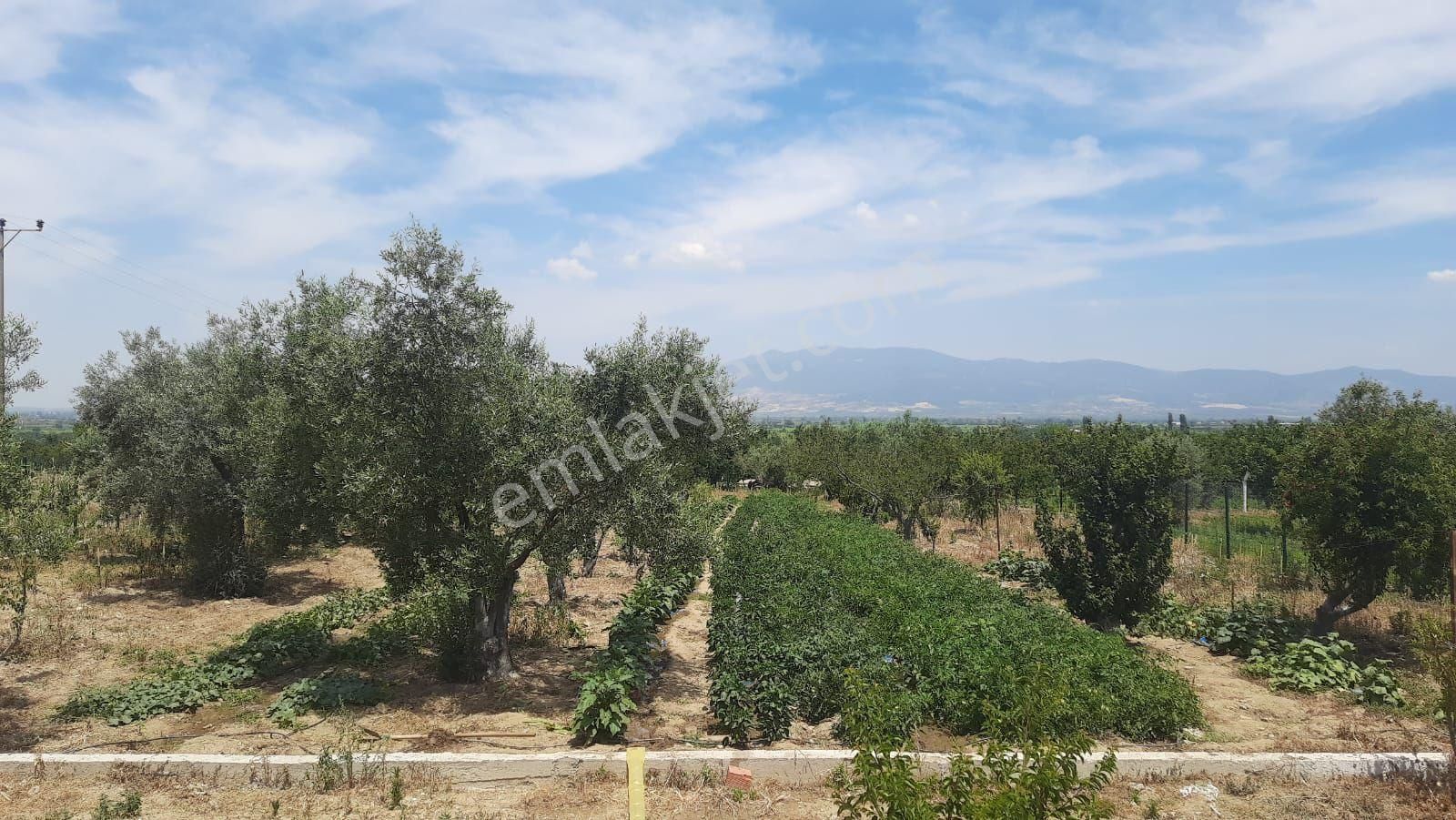 Turgutlu Avşar Satılık Konut İmarlı Avşar da 3100m2 Bina su basması atılmış Her türlü meyve ağacı bulunan yerimiz SATILIKTIR. 