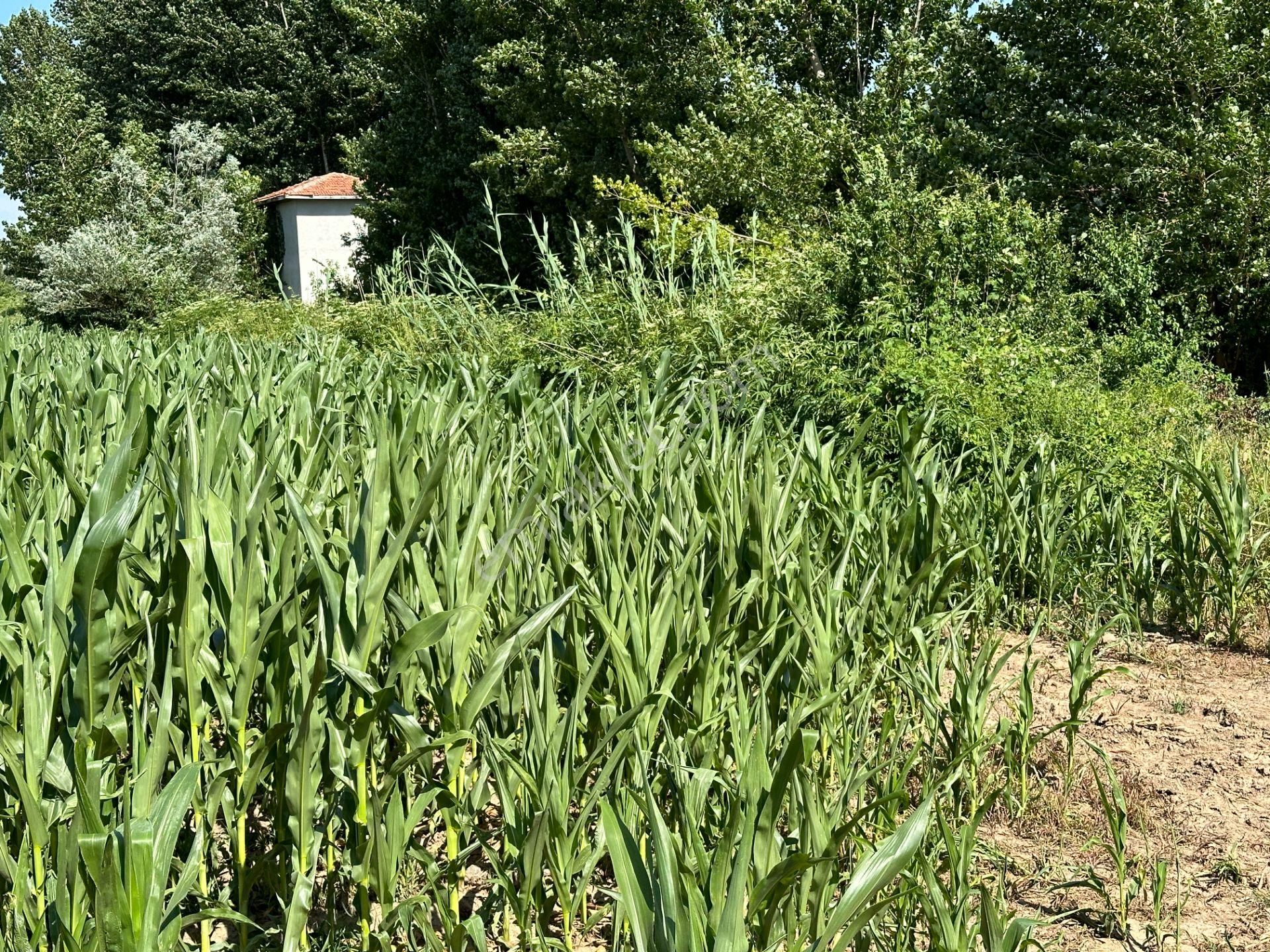 Pazar Esentepe Satılık Tarla  Yankı'dan Pazar Esentepe'de Suyu Yolu Olan Satılık 5.000m2 Tarla