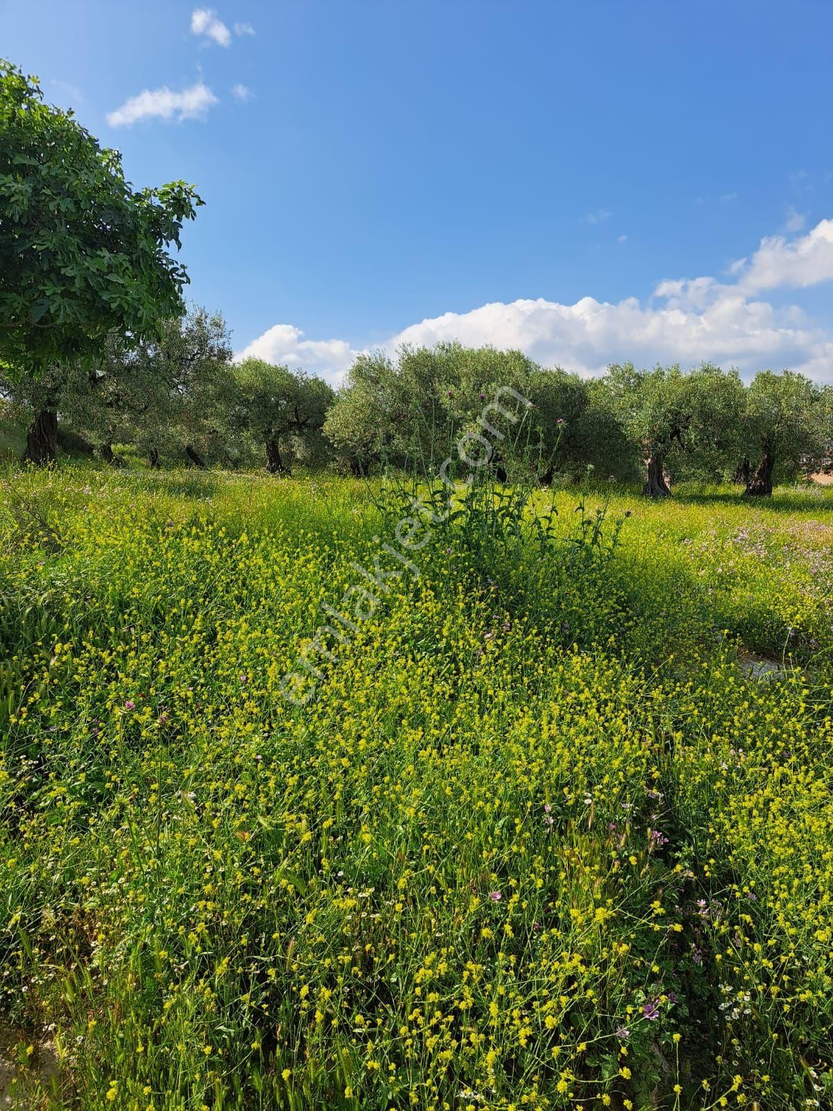 Utku İnş Gayrimenkulden Akhisar Zeytinliova Mah Villa İmarlı Arsa - Görsel 13