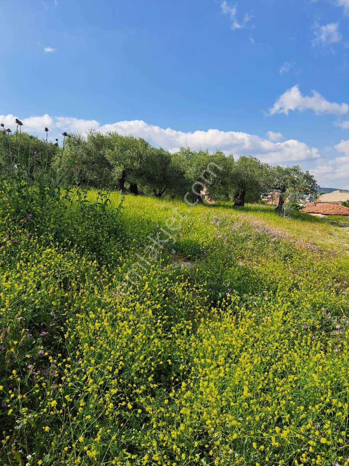 Utku İnş Gayrimenkulden Akhisar Zeytinliova Mah Villa İmarlı Arsa - Görsel 6