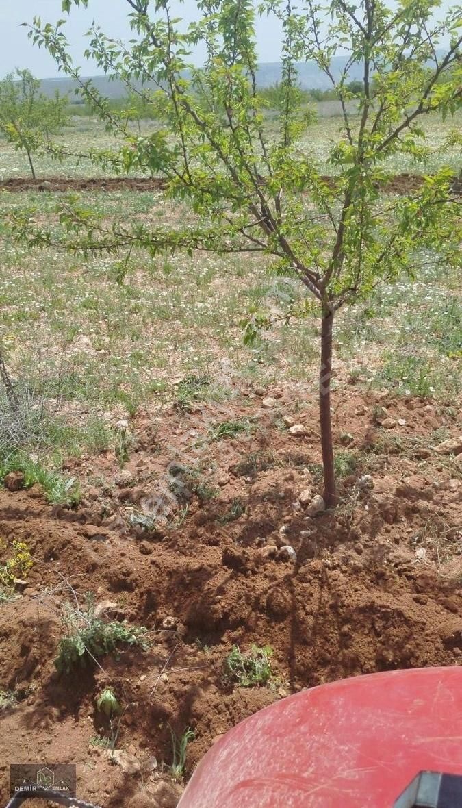 Yazıhan İriağaç Satılık Bağ & Bahçe Demir Gayrimenkul'den Yazihan İriağaç Bolgesinde Kaysi Bahcesi