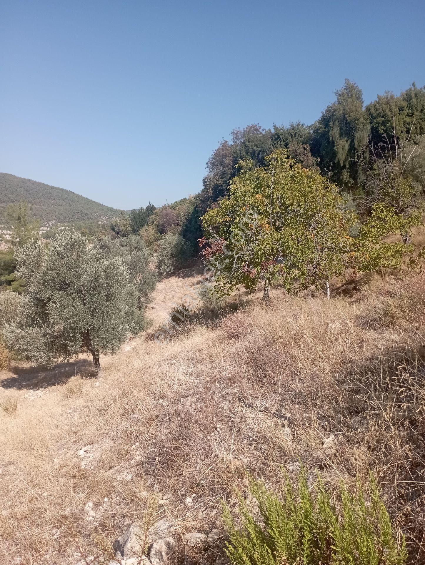 Satılık Tarla - Görsel 6