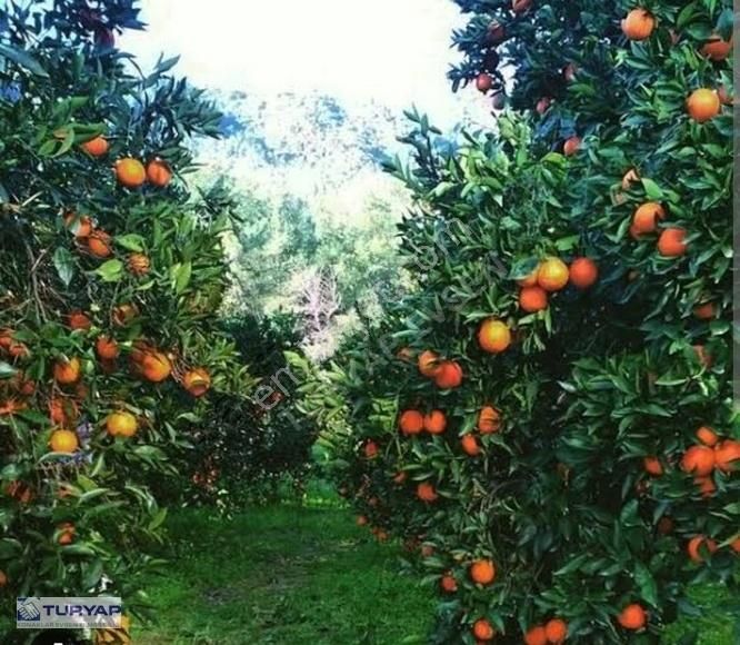 Konyaaltı Bahtılı Satılık Tarla KONYAALTI BAHTILI'DA DAİRE TAKASINA AÇIK SATILIK TARLA