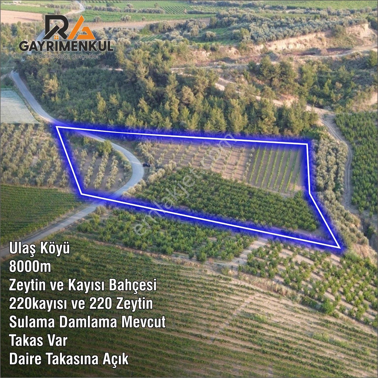 Tarsus Ulaş Satılık Bağ & Bahçe Ulaş Köyü 8000m Zeytin Ve Kayısı Bahçesi