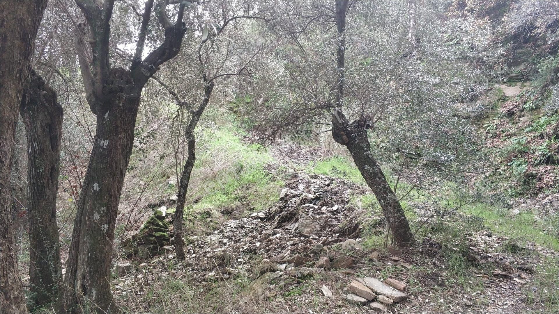 İzmir Bayındır Kızıloba'da Satılık Fırsat Zeytinlik - Görsel 2