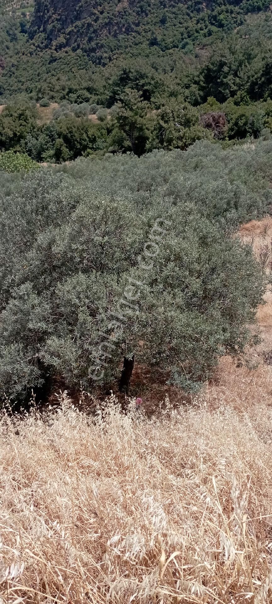 Salihli Allahdiyen Satılık Bağ & Bahçe Boş tarla. 20 zeytin. ağacı var