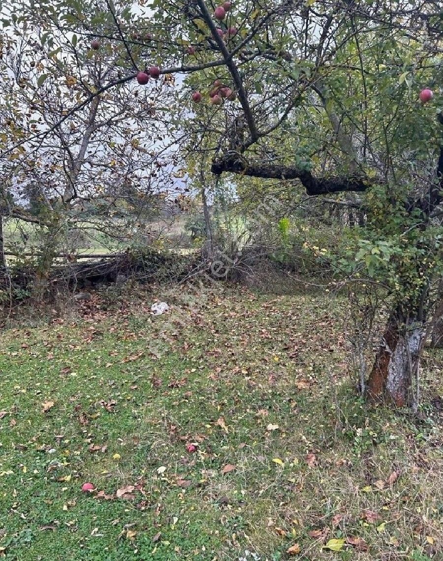 Mudurnu Hacıhalimler Köyü (Merkez) Satılık Bağ & Bahçe BOLU MUDURNU HACIHALİMLER KÖYÜ'NDE SATILIK BAHÇE