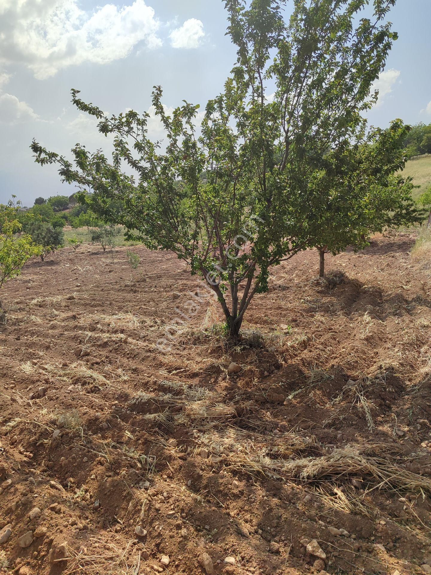 Dulkadiroğlu Ayaklıcaoluk Satılık Tarla ayaklicaoluk satılık tarla 