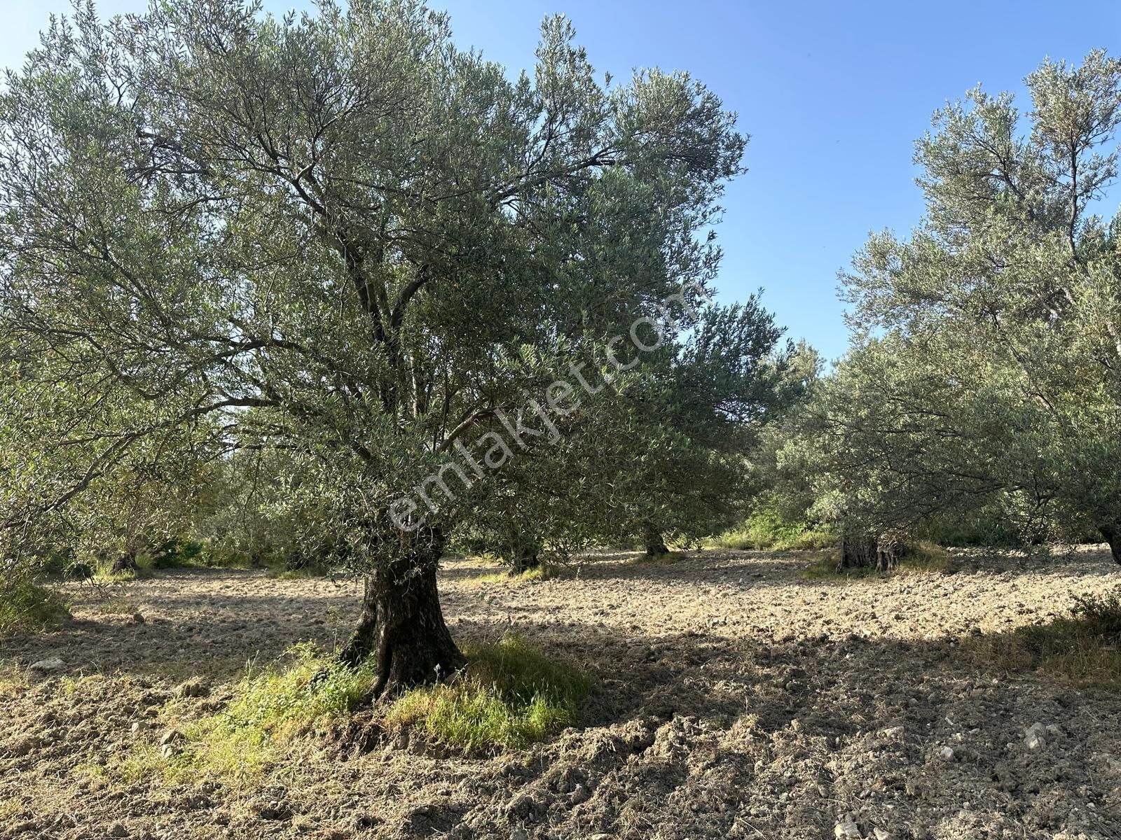 Ayvada'dan Ayvalık Mutluda Ful Deniz Manzaralı 13 Dönüm Bakımlı Zeytinlik - Görsel 3