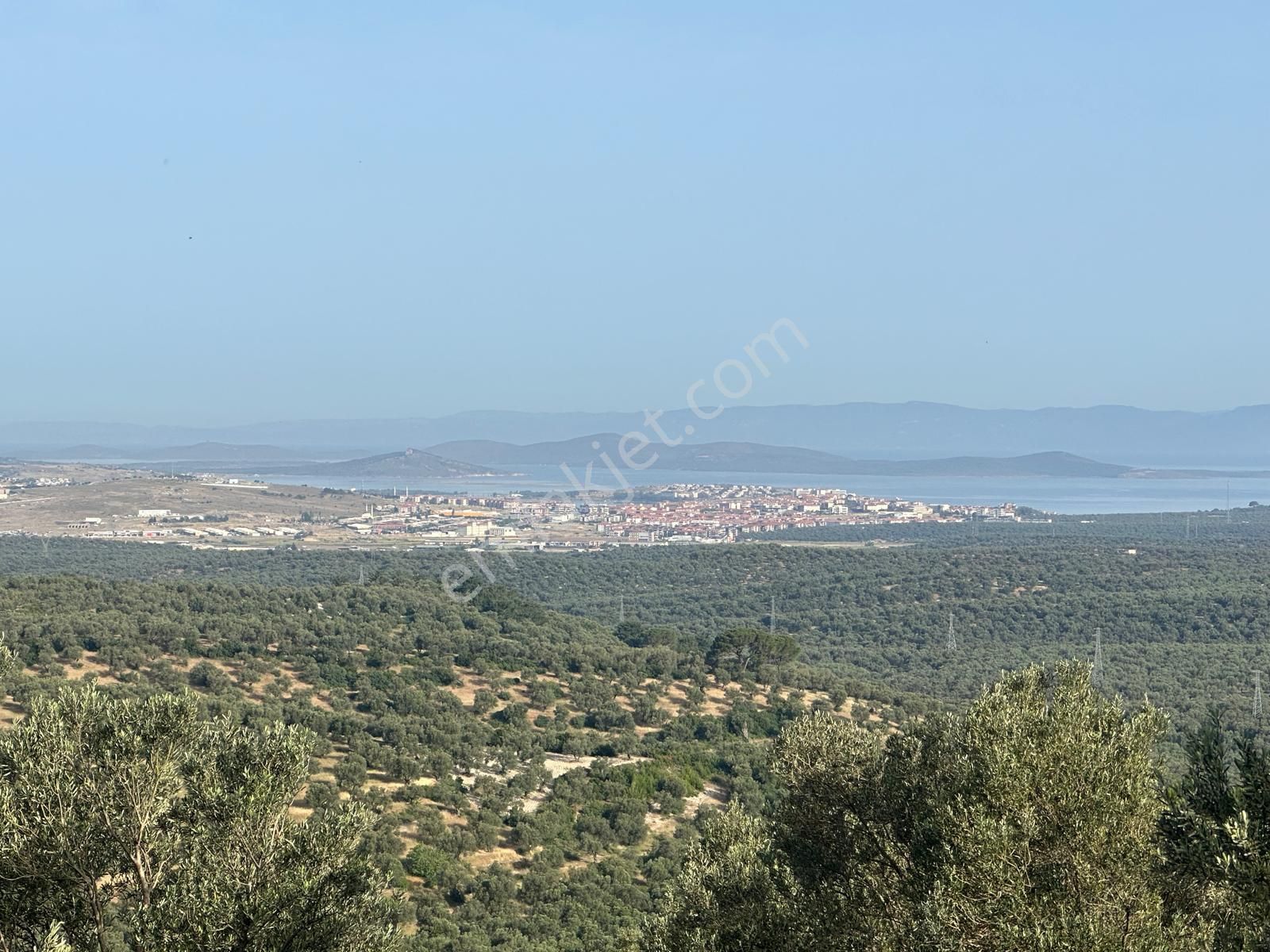 Ayvada'dan Ayvalık Mutluda Ful Deniz Manzaralı 68 Dönüm Bakımlı Zeytinlik - Görsel 15