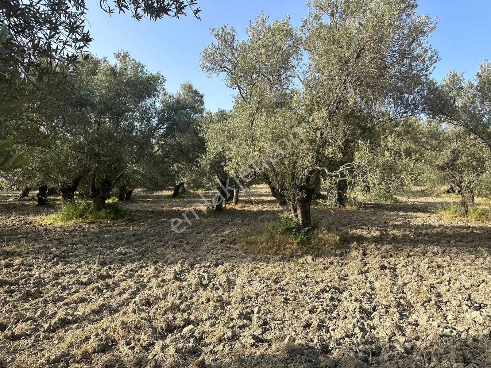 Ayvada'dan Ayvalık Mutluda Ful Deniz Manzaralı 68 Dönüm Bakımlı Zeytinlik - Görsel 12