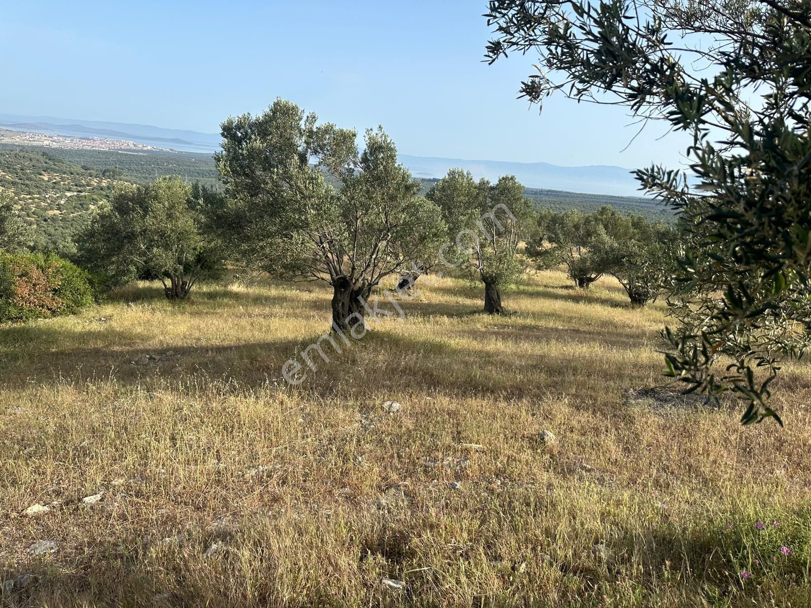 Ayvada'dan Ayvalık Mutluda Ful Deniz Manzaralı 68 Dönüm Bakımlı Zeytinlik - Görsel 11