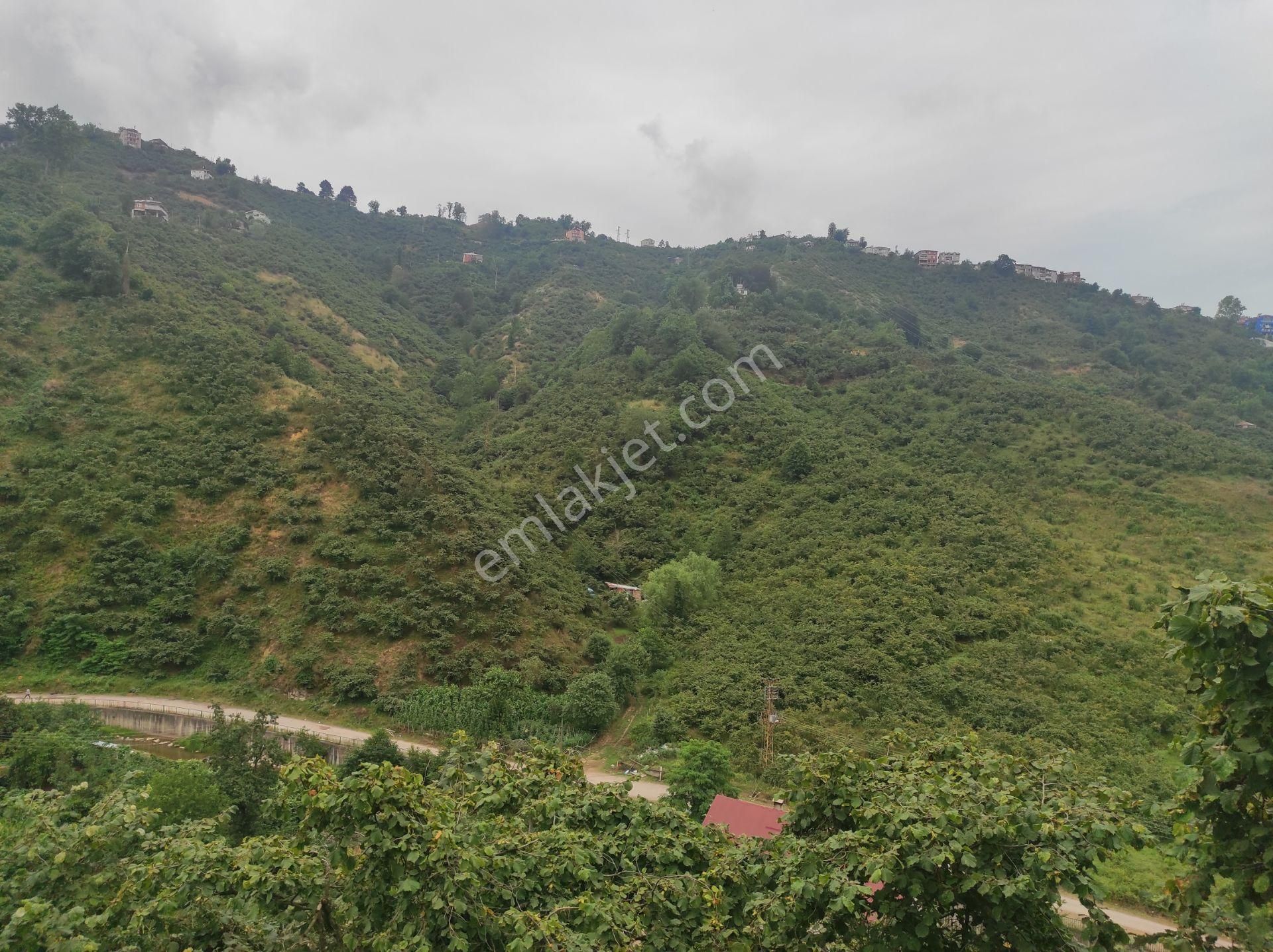 Giresun Merkez Eriklimanı Köyü (Dereiçi) Satılık Turizm/Konut Alanı  HASAN HÜSEYİN İNANÇ GAYRİMENKULDEN SATILIK 20 DÖNÜM GİRESUN ERİKLİMAN KÖYÜNDE İMARLI BAHÇE