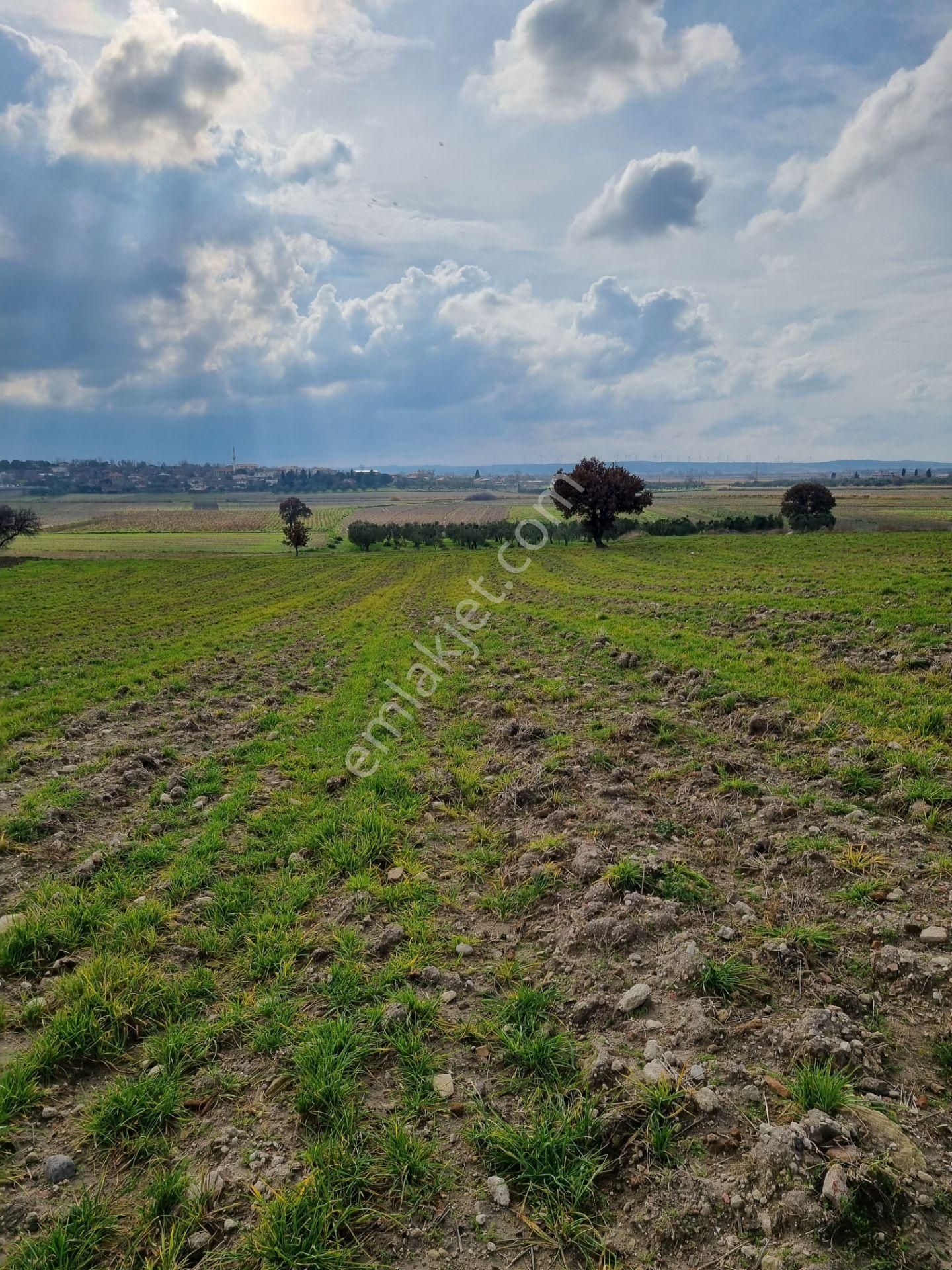 Çanakkale Han Emlak Otomotivden Tevfikiye Köyünde 6572 M2 Tarla - Görsel 15