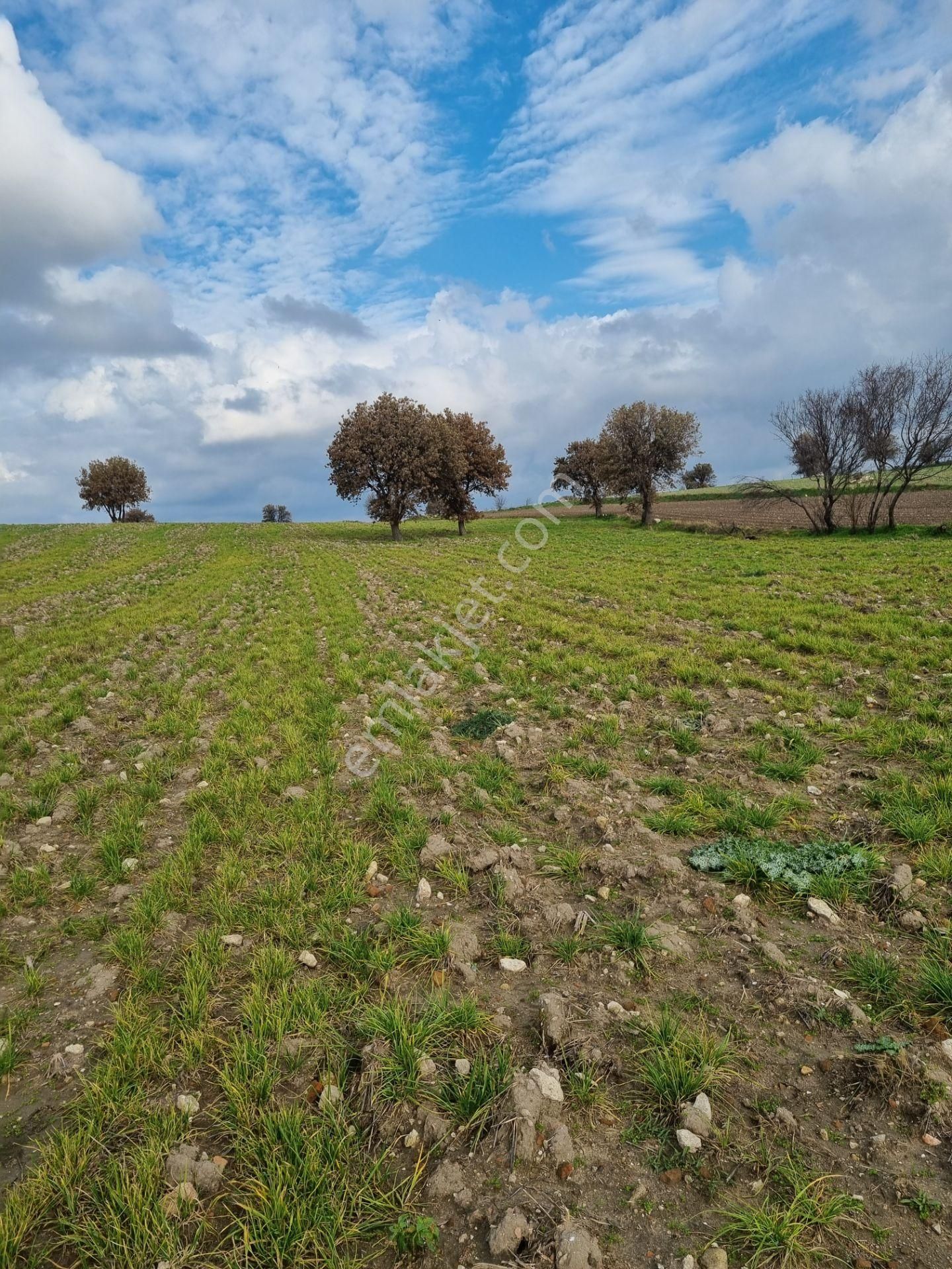 Çanakkale Han Emlak Otomotivden Tevfikiye Köyünde 6572 M2 Tarla - Görsel 12