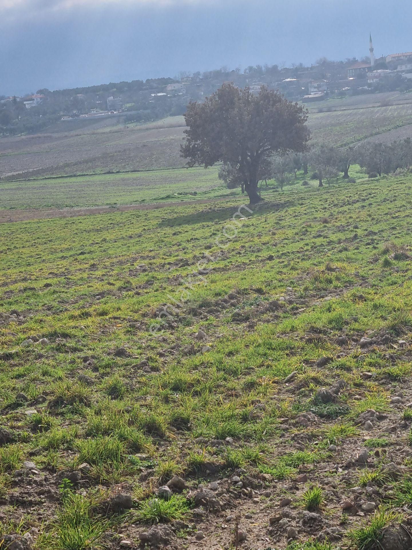 Çanakkale Han Emlak Otomotivden Tevfikiye Köyünde 6572 M2 Tarla - Görsel 19