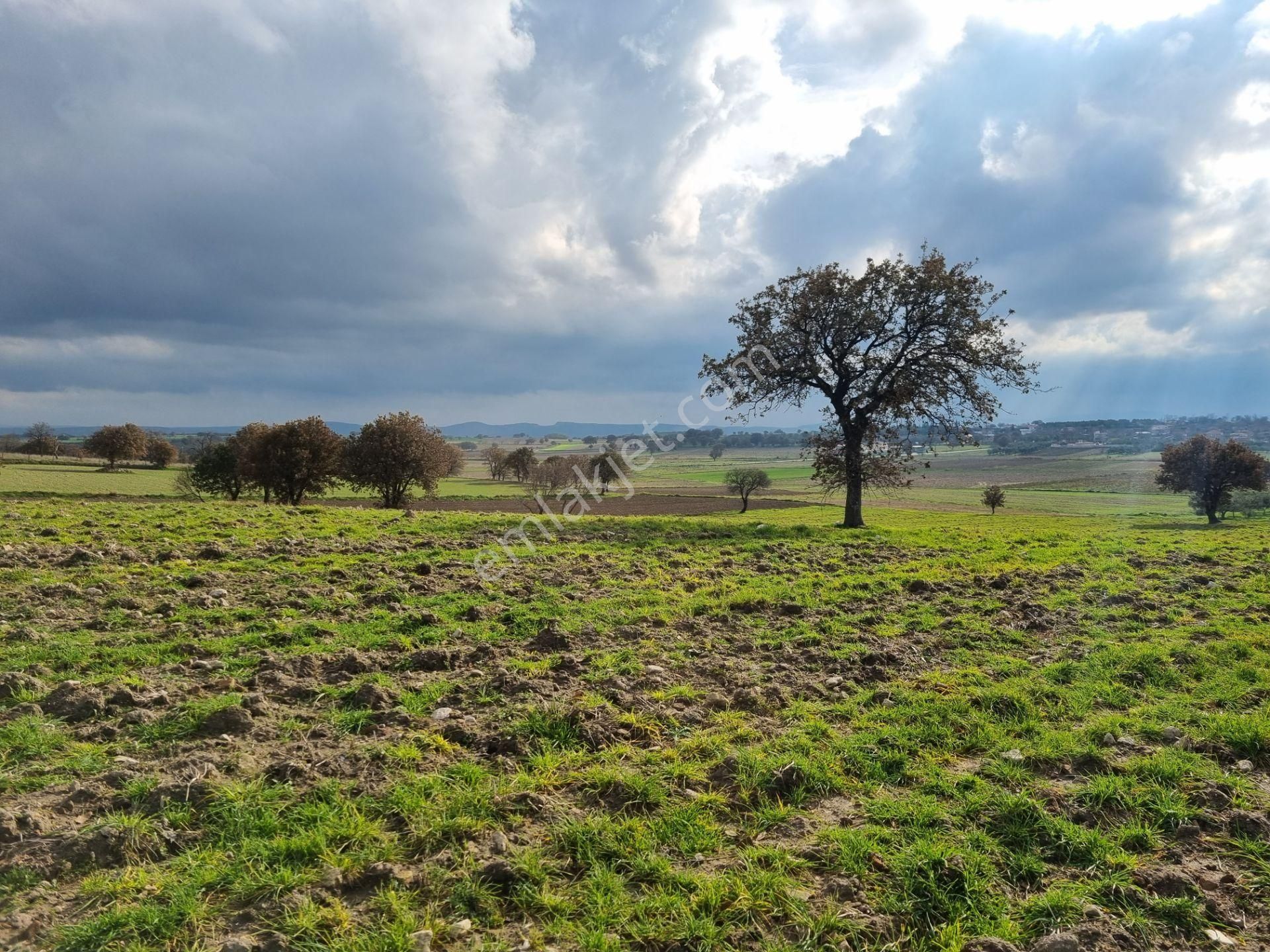 Çanakkale Han Emlak Otomotivden Tevfikiye Köyünde 6572 M2 Tarla - Görsel 27
