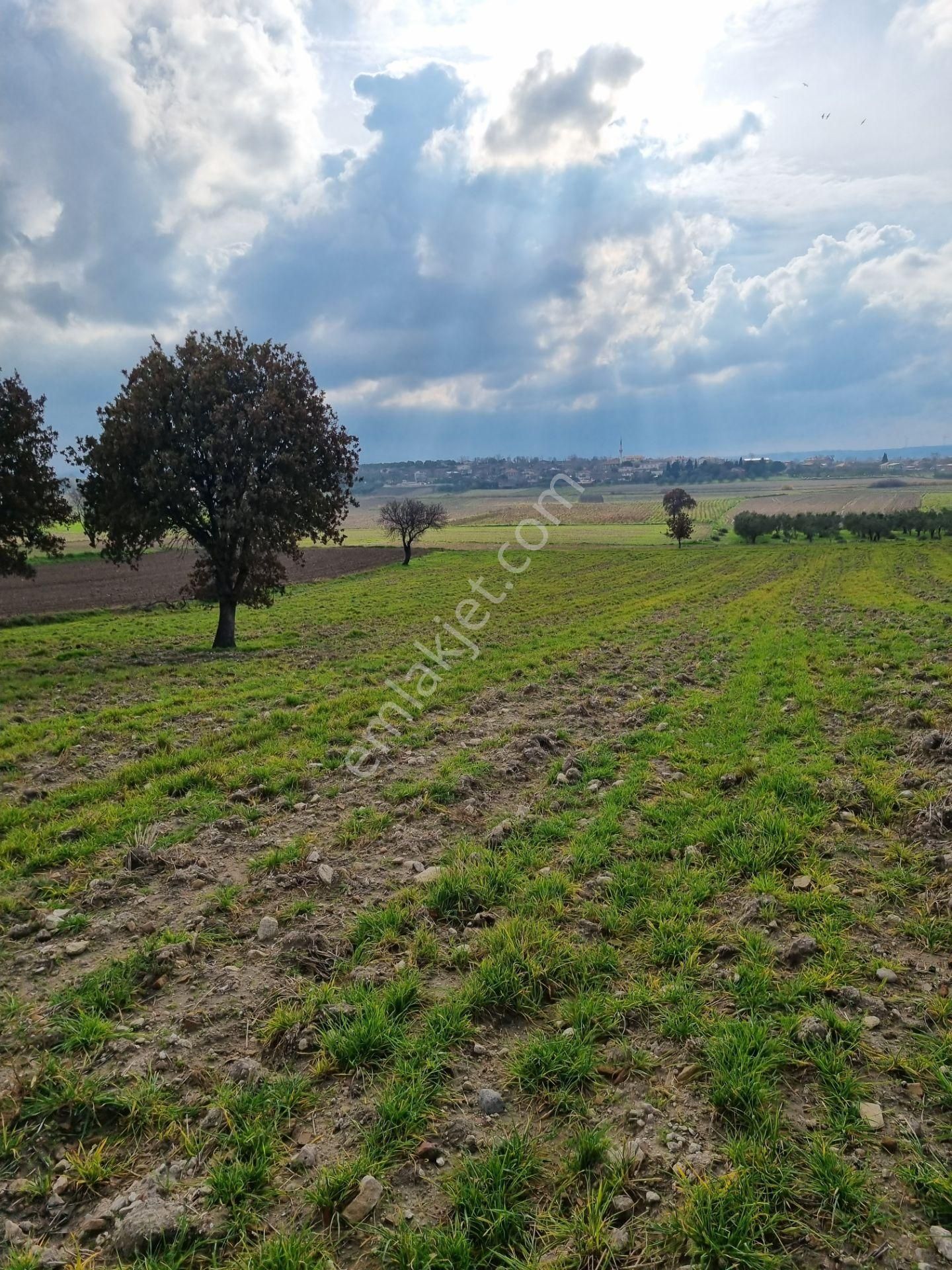 Çanakkale Han Emlak Otomotivden Tevfikiye Köyünde 6572 M2 Tarla - Görsel 16