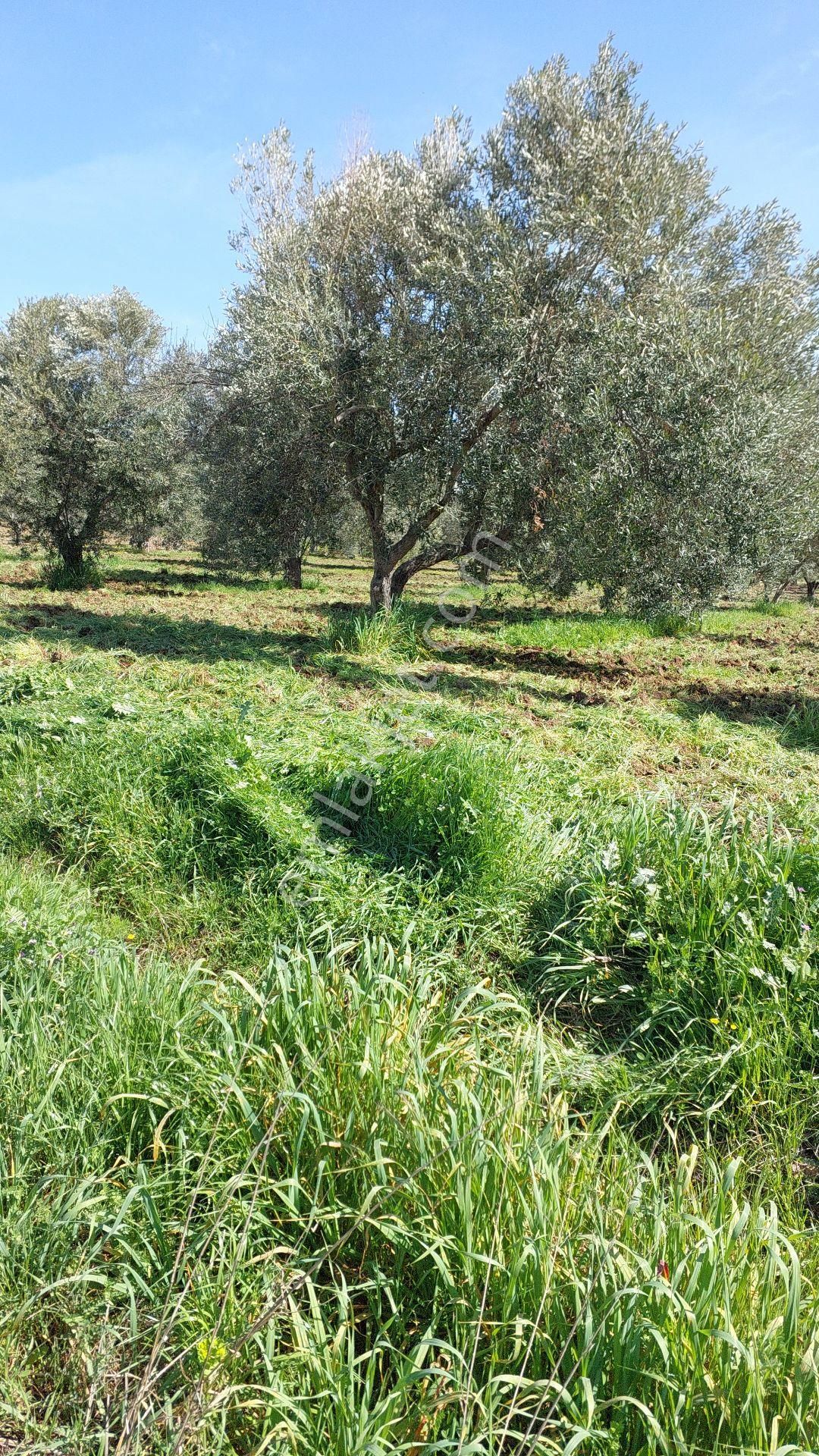 Ezine Mecidiye Köyü Satılık Zeytinlik Satılık Zeytinlik