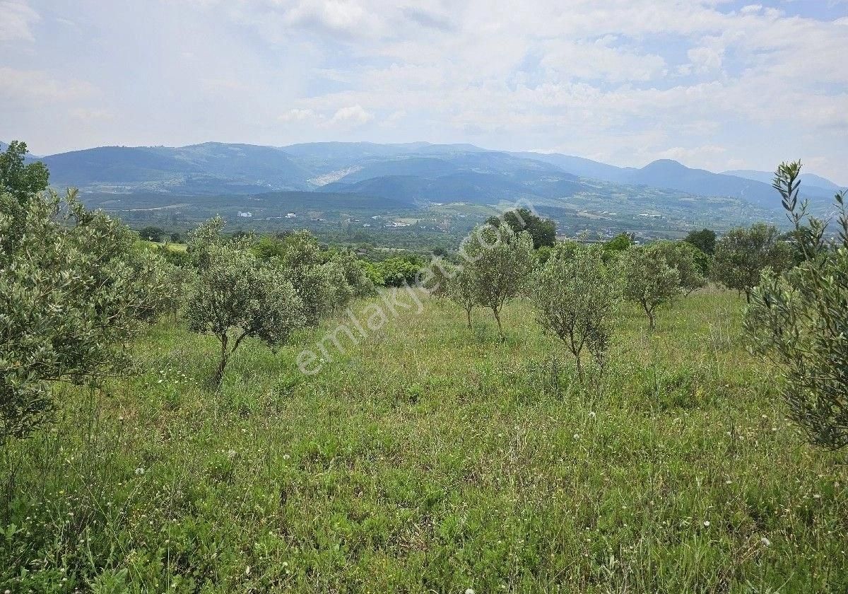 Satlik Zeytin Bahçesi Geyve Eşmede - Görsel 29