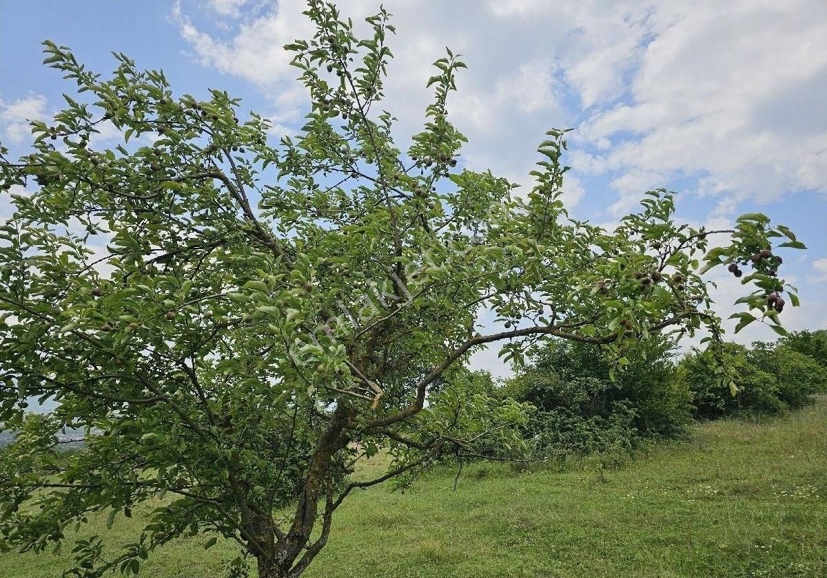 Satlik Zeytin Bahçesi Geyve Eşmede - Görsel 20