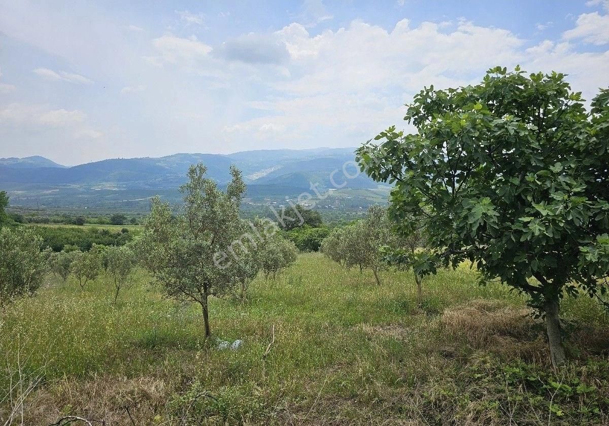 Satlik Zeytin Bahçesi Geyve Eşmede - Görsel 3