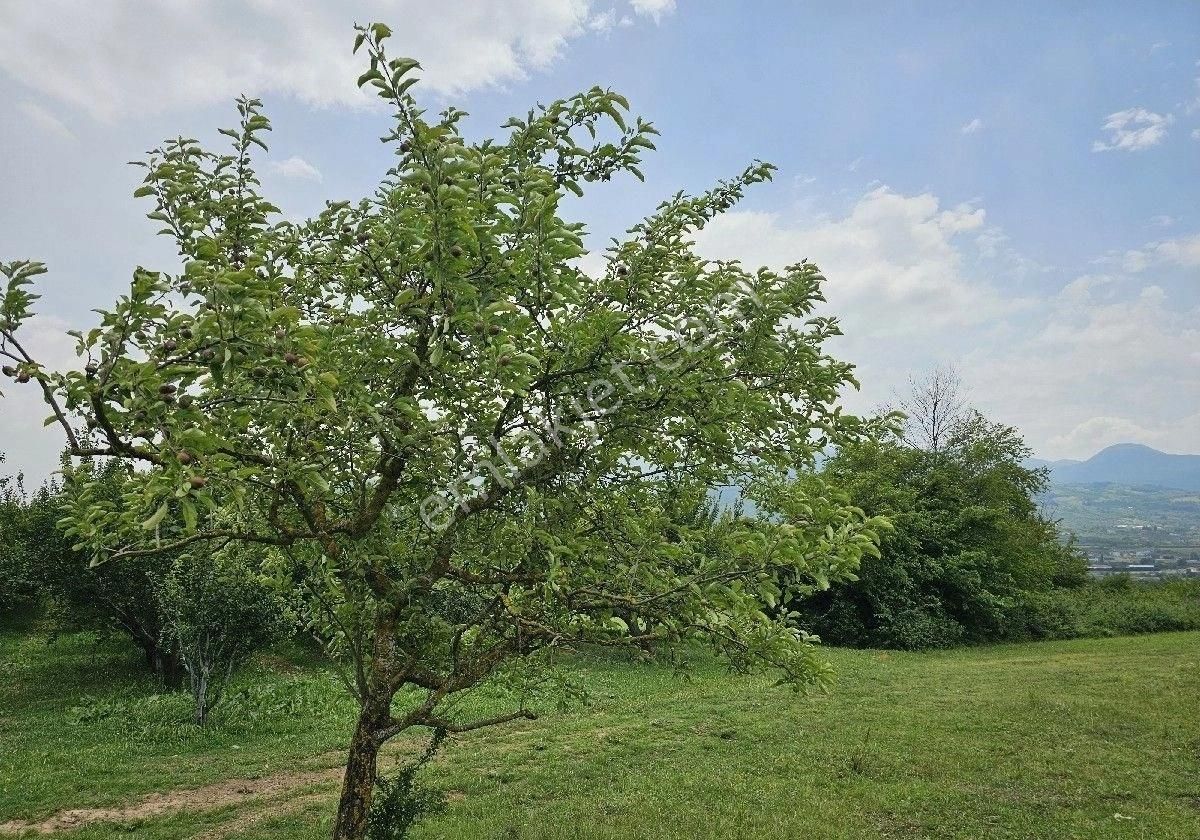 Satlik Zeytin Bahçesi Geyve Eşmede - Görsel 28