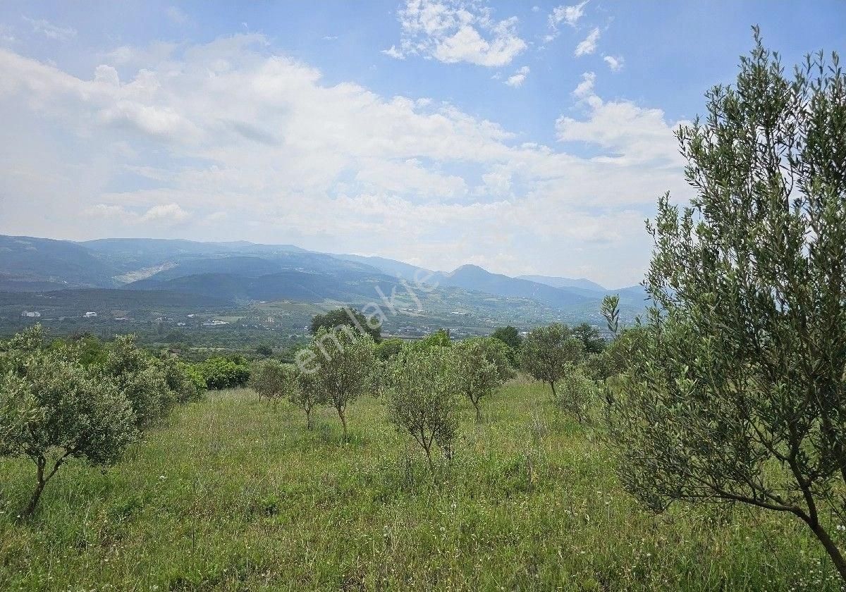 Satlik Zeytin Bahçesi Geyve Eşmede - Görsel 30