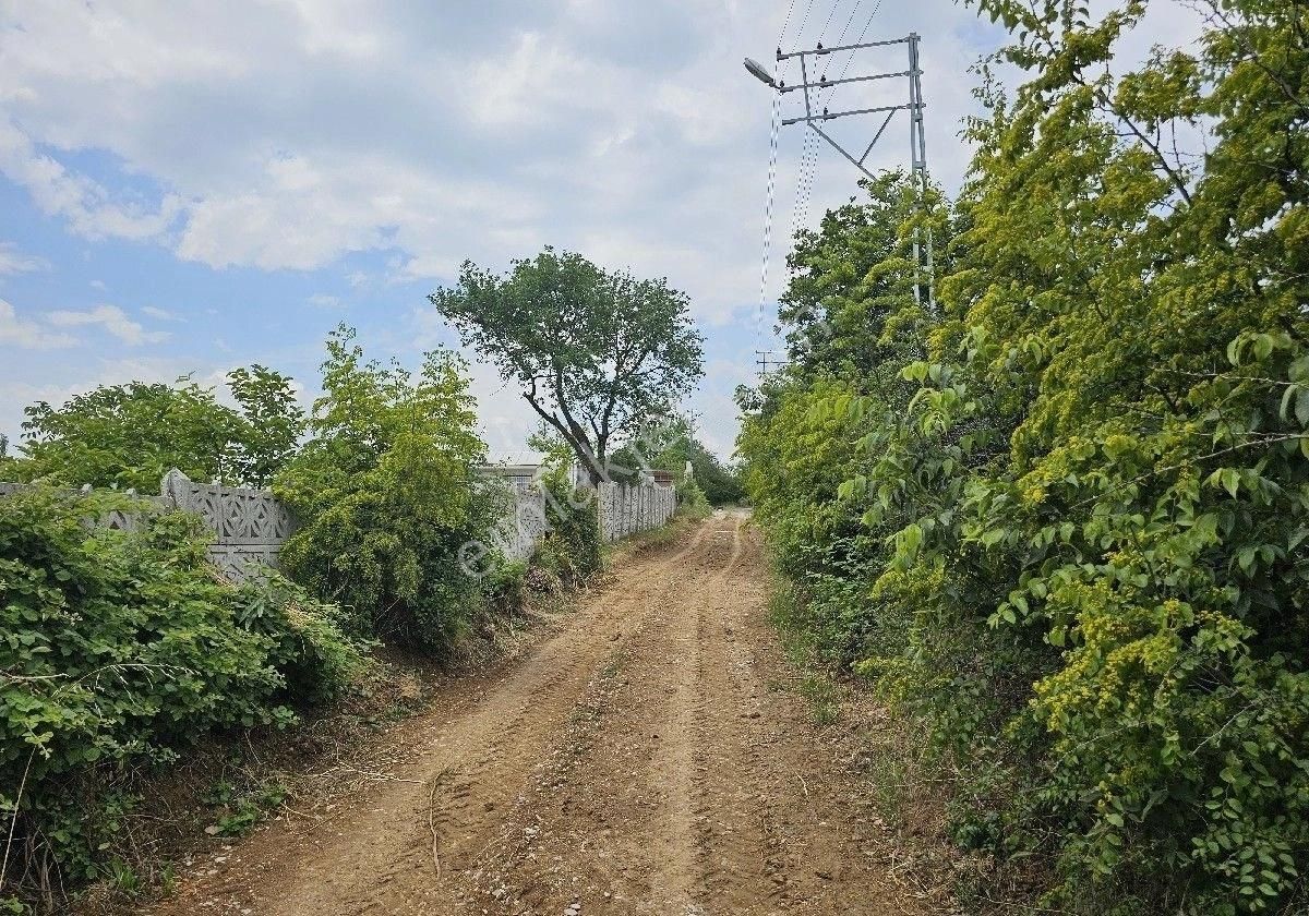 Satlik Zeytin Bahçesi Geyve Eşmede - Görsel 27