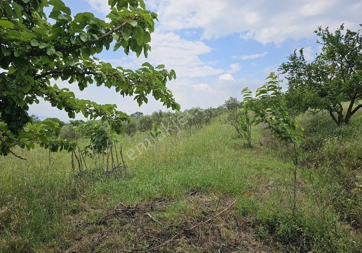 Satlik Zeytin Bahçesi Geyve Eşmede - Görsel 33