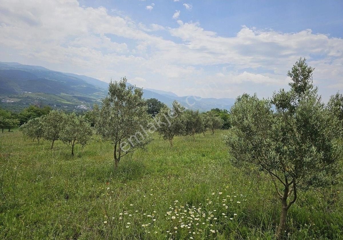 Satlik Zeytin Bahçesi Geyve Eşmede - Görsel 9