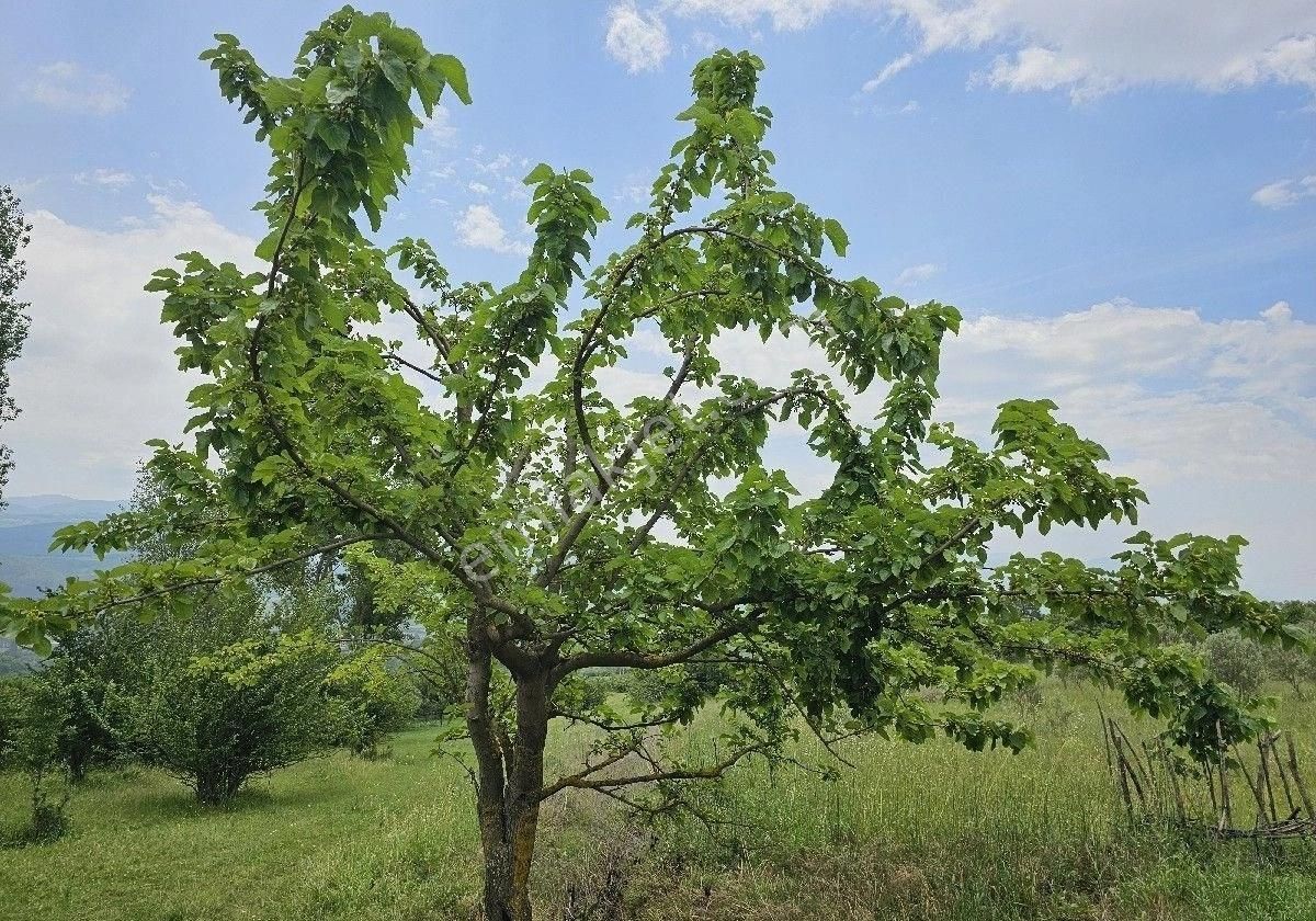 Satlik Zeytin Bahçesi Geyve Eşmede - Görsel 35